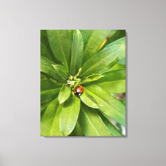 Ladybug on Flowers キャンバスプリント (正面)