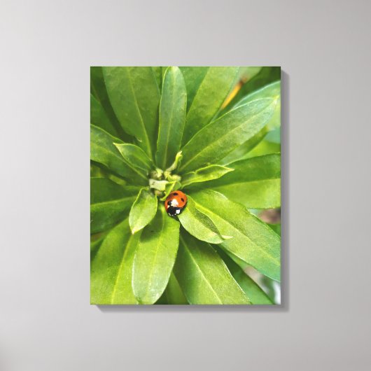 Ladybug on Flowers キャンバスプリント (正面)
