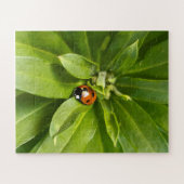 Ladybug on Flowers ジグソーパズル (横)