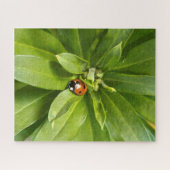 Ladybug on Flowers ジグソーパズル (横)