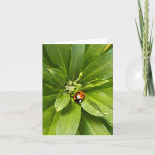 Ladybug on Flowers ノートカード (正面)