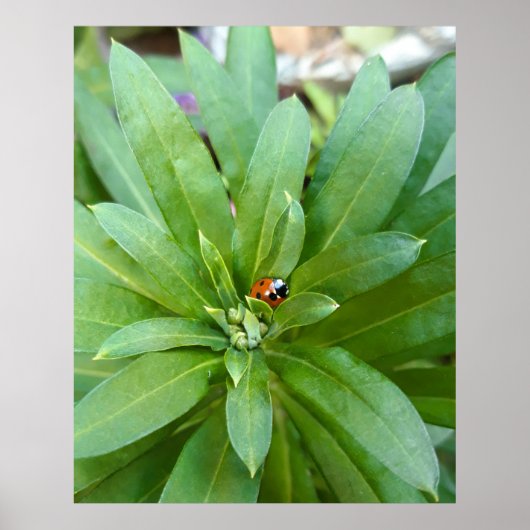 Ladybug on Flowers ポスター (正面)