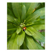 Ladybug on Flowers ポスター (正面)