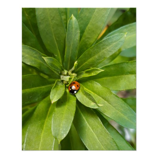 Ladybug on Flowers ポスター (正面)