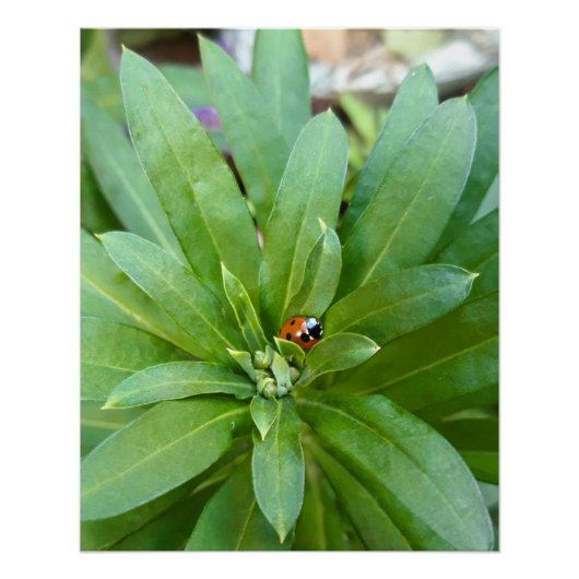 Ladybug on Flowers ポスター (正面)