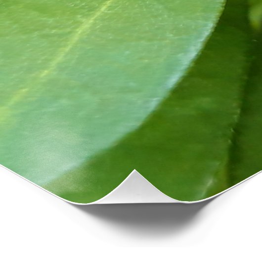 Ladybug on Flowers ポスター (コーナー)