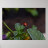 Ladybug on Flowers ポスター (正面)