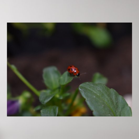Ladybug on Flowers ポスター (正面)