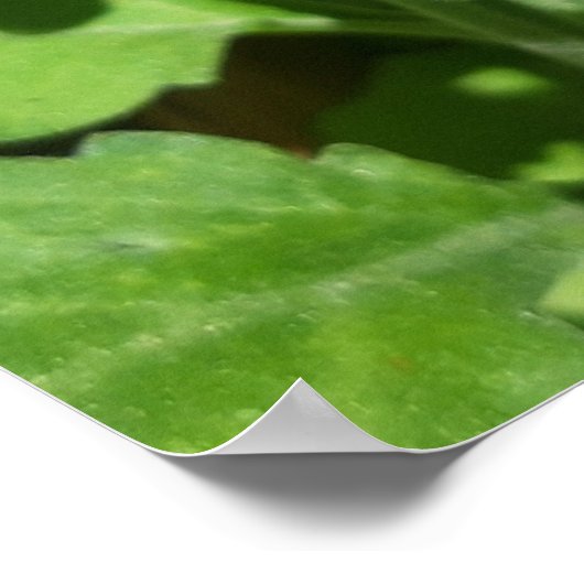 Ladybug on Flowers ポスター (角)