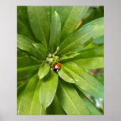 Ladybug on Flowers ポスター (正面)