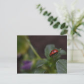 Ladybug on Flowers ポストカード (スタンド正面)