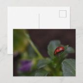 Ladybug on Flowers ポストカード (正面/裏面)