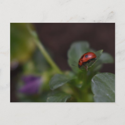 Ladybug on Flowers ポストカード (正面)