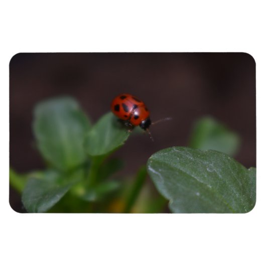 Ladybug on Flowers マグネット (横)
