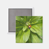 Ladybug on Flowers マグネット (正面/裏面)
