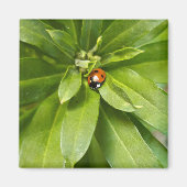 Ladybug on Flowers マグネット (正面)