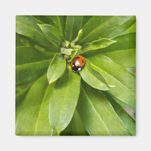 Ladybug on Flowers マグネット (正面)