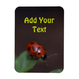 Ladybug on Flowers マグネット
