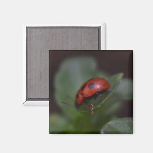 Ladybug on Flowers マグネット (正面/裏面)