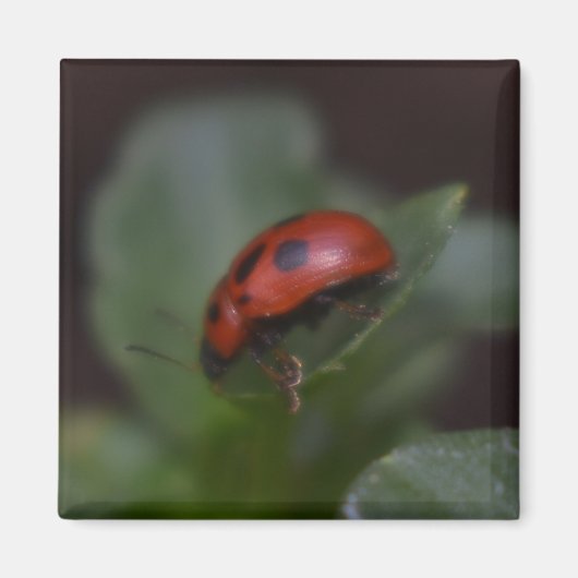 Ladybug on Flowers マグネット (正面)
