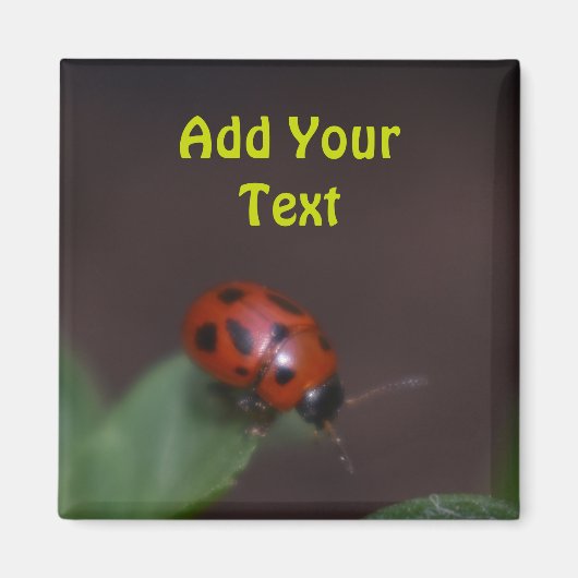 Ladybug on Flowers マグネット (正面)