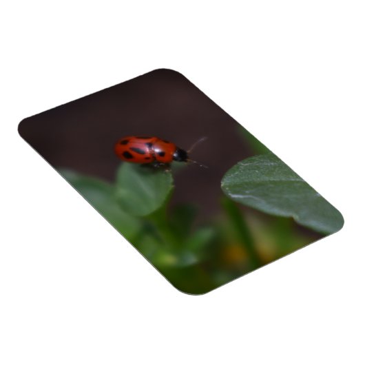 Ladybug on Flowers マグネット (右側)