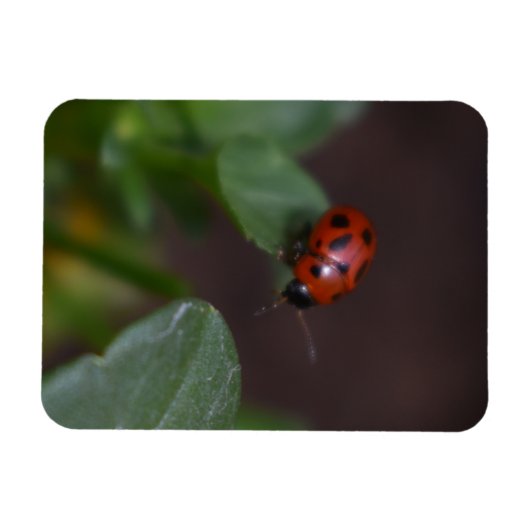 Ladybug on Flowers マグネット (横)