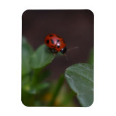 Ladybug on Flowers マグネット (縦)