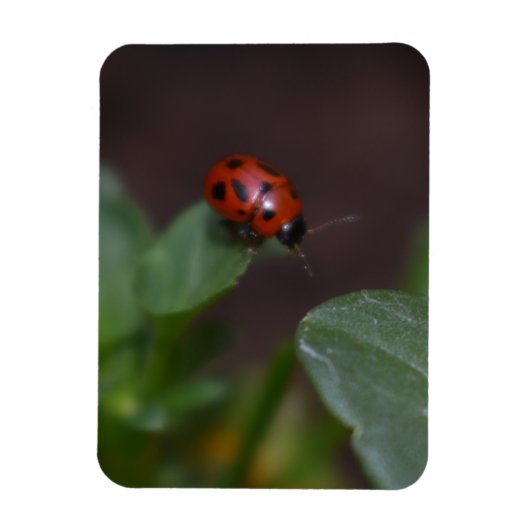 Ladybug on Flowers マグネット (縦)