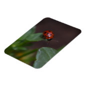 Ladybug on Flowers マグネット (左側)