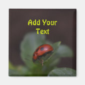 Ladybug on Flowers マグネット (正面)