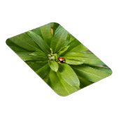 Ladybug on Flowers マグネット (右側)