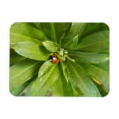 Ladybug on Flowers マグネット (横)
