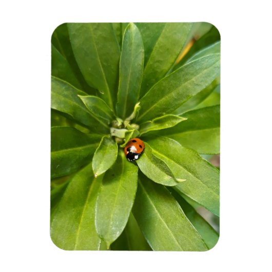 Ladybug on Flowers マグネット (縦)