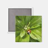 Ladybug on Flowers マグネット (正面/裏面)