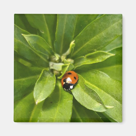 Ladybug on Flowers マグネット (正面)