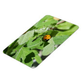 Ladybug on Flowers マグネット (左側)