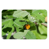 Ladybug on Flowers マグネット (横)