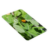Ladybug on Flowers マグネット (右側)