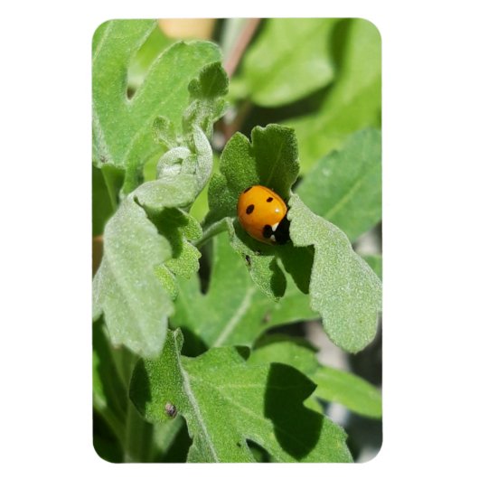 Ladybug on Flowers マグネット (縦)