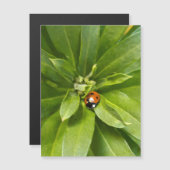 Ladybug on Flowers – 磁気カード (正面/裏面)