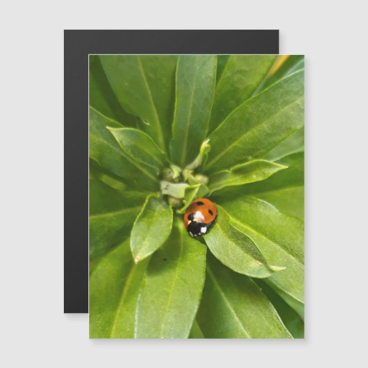 Ladybug on Flowers – 磁気カード (正面/裏面)