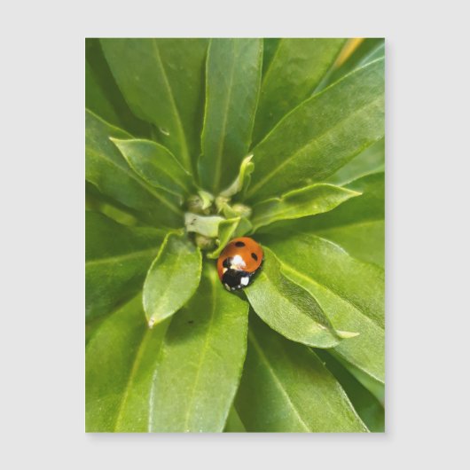 Ladybug on Flowers – 磁気カード (正面)