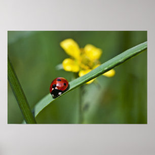 Ladybug on Grassクローズアップ ポスター