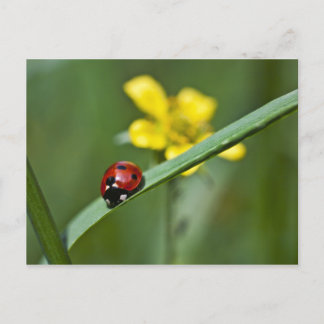 Ladybug on Grassクローズアップ ポストカード