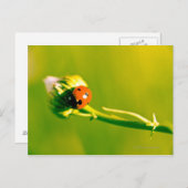Ladybug on sprig ポストカード (正面/裏面)