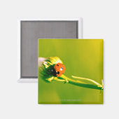 Ladybug on sprig マグネット (正面/裏面)