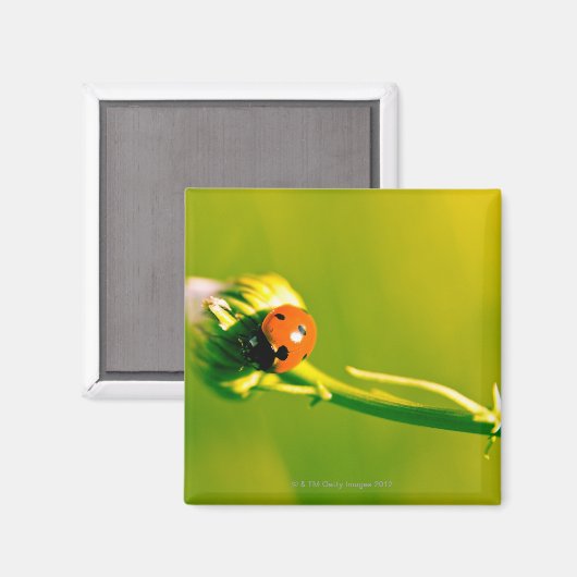Ladybug on sprig マグネット (正面/裏面)
