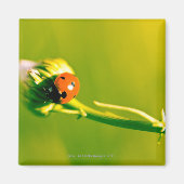 Ladybug on sprig マグネット (正面)