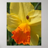 Ladybug on Yellow Daffodilフローラ ポスター (正面)